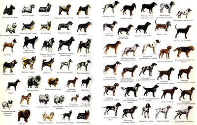 Породы Собак С Фотографиями И Названиями Ценами – Telegraph