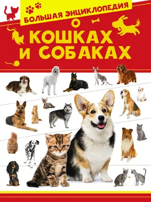 Кане-корсо: все о собаке, фото, описание породы, характер, цена