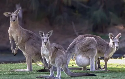 Изолированные животные Австралии Стоковое Изображение - изображение  насчитывающей ангстрома, мясоед: 82777843