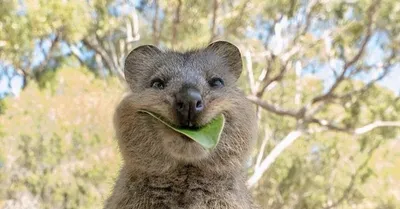 Национальный день вымирающих видов животных в Австралии - Праздник