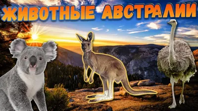 7 странных и чудесных животных Австралии