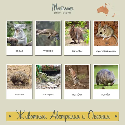 Животные Австралии и Океании - карточки Монтессори купить и скачать