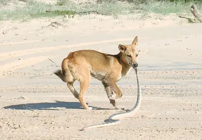Почему в Австралии так много ядовитых животных?