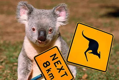 Убийственная австралийская фауна: ядовито не значит | Perito