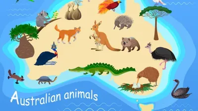 Необычные животные Австралии: самые удивительные представители фауны  континента