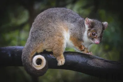 15 самых очаровательных животных Австралии | ANIMAL MUNDO | Дзен