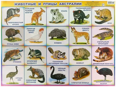 Животные и птицы Австралии. Плакат\" — купить в интернет-магазине по низкой  цене на Яндекс Маркете