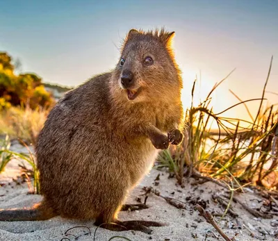 Животные обитающие в Австралии с фото и названиями, список
