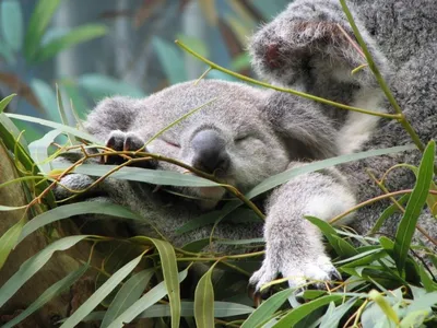 🏛️ Редкие и удивительные животные Австралии | Smapse