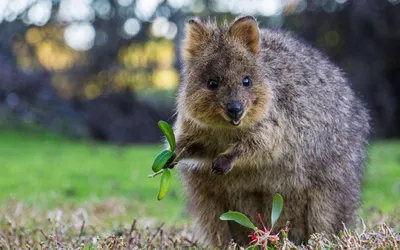 Австралийские животные картинки фотографии