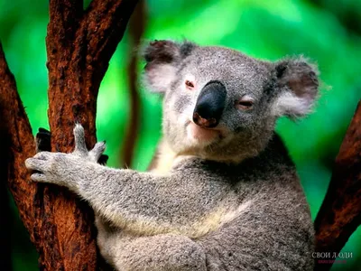Редкие животные которые обитают только в австралии. | всего понемногу | Дзен
