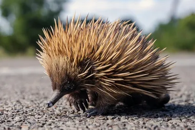 Необычные животные Австралии: самые удивительные представители фауны  континента