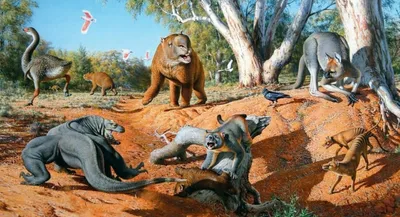 Изолированные животные Австралии Стоковое Изображение - изображение  насчитывающей ангстрома, мясоед: 82777843
