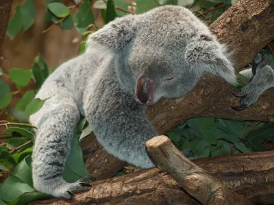 Австралийские животные: Утконос …» — создано в Шедевруме