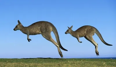 Удивительные животные Австралии, обитающие только на континенте