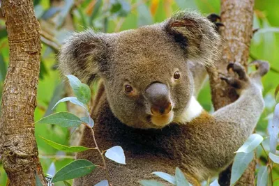 Самые красивые животные Австралии (Топ-14)