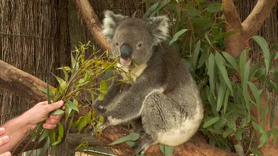 Национальный день вымирающих видов животных в Австралии - Праздник