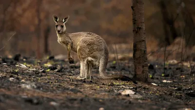 Австралийские животные коала, Детская Настенная картина кенгуру, женщина,  коабура, холст, постер, нордическая картина, декор детской комнаты |  AliExpress
