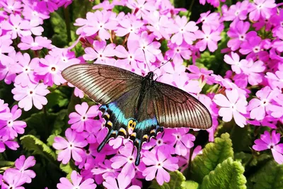 Бабочки | Экскурсионно-просветительский центр ТГУ
