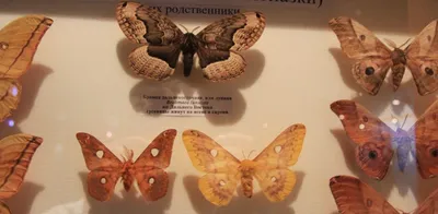 В Приморье самые крупные бабочки в стране проснулись от спячки - KP.RU