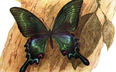 Бабочки (выпуск 1)