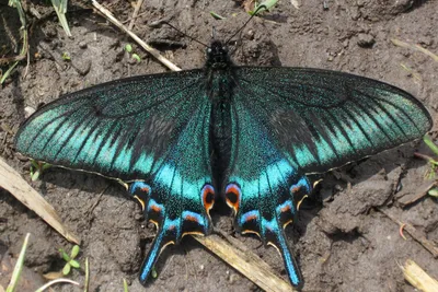 На Камчатке в разгар зимы обнаружен новый вид бабочек