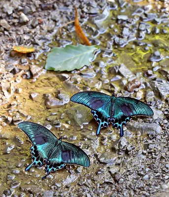 Парусник (махаон) Маака - (Papilio maackii) | Film Studio Aves - YouTube