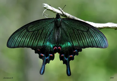 Приморская царь-бабочка – хвостоносец Маака — Фото №254551