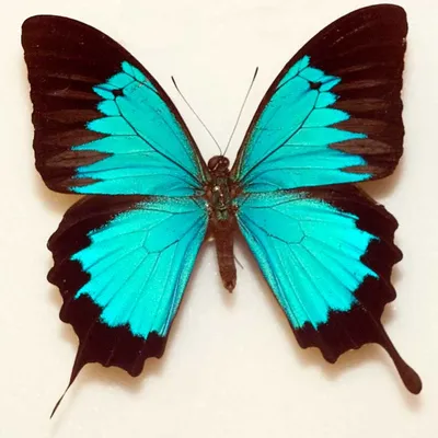 CitySakh.ru - На Курилы залетели бабочки из Австралии