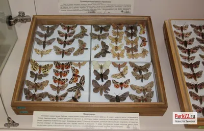 Бабочки — вредители сельского и лесного хозяйства Дальнего Востока в  энтомологическом магазине Naturaliste
