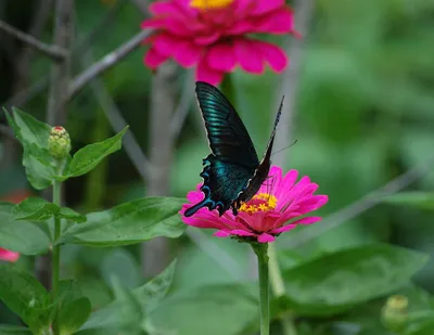 Парусники (Papilionidae). Бабочки.