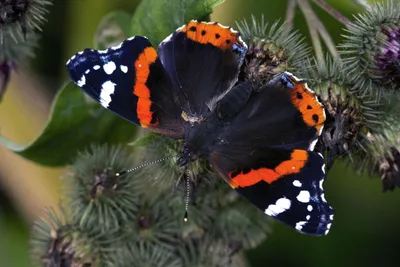 Какую бабочку тюменские дачники приняли за Колибри? На этот и другие  вопросы ответили энтомологи на новой выставке