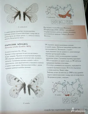 Пьют бражку и дерутся: о предпочтениях бабочек узнал DVHAB.ru — Новости  Хабаровска