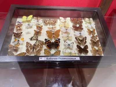 Новый вид бабочки, открытый в Лаосе, назвали в честь российского энтомолога  - Наука - ТАСС
