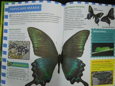 Редкие виды бабочек обнаружили в Якутии — ЯСИА