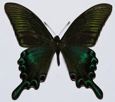 Хвостоносцы Маака и синий - самые крупные и красивые бабочки Дальнего  Востока | Film Studio Aves | Film Studio Aves | Дзен
