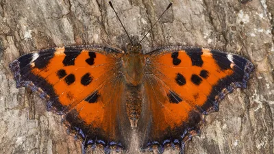 Бабочки Приморского края: хрупкий и изящный макромир «дикого» востока |  ВКонтакте