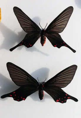 Первые бабочки весной (58 фото) - 58 фото