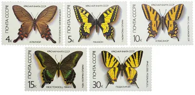Бабочки уничтожают самшит - экологическая катастрофа в Сочи