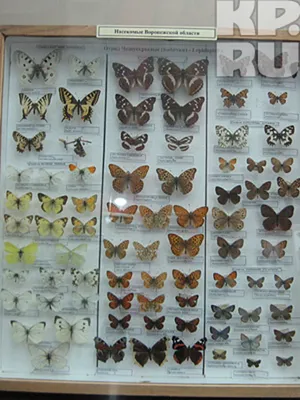 Бабочки дальнего востока - 61 фото