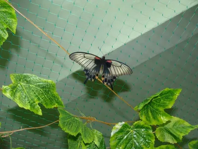 На Кунашире обнаружили новый для фауны России вид бабочки