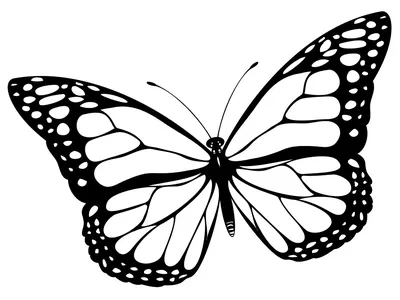 бабочки черно белые - Eda126.ru