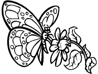 Бабочки на глянцевой фотобумаге для вырезания и создания букета из бабочек,  творческих композиций - купить с доставкой по выгодным ценам в  интернет-магазине OZON (1206379889)