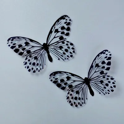 иллюстрация двух бабочек, контурный рисунок бабочки монарха, черно-белый  контур бабочки, кисть Footed Butterfly, презентация, симметрия png |  Klipartz