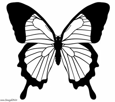 Наклейки 3Д бабочки (черно-белые)