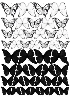 Бабочки рисунок черно белый - фото и картинки abrakadabra.fun