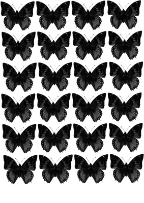 Черно-белые бабочки на белой предпосылке Иллюстрация EPS10 вектора  Иллюстрация штока - иллюстрации насчитывающей жизнь, влюбленность: 141467944