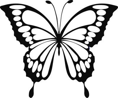 Бабочка рисунок черно белый - 75 фото