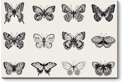 Бабочки - Черно-белые - Галерея