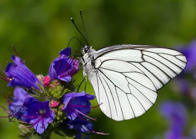 Бабочка Черно-белое насекомое-опылитель, бабочка, кисть Footed Butterfly,  фотография, насекомые png | PNGWing